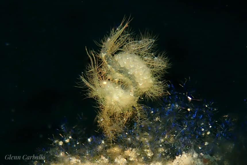 Hairy shrimp (<i>Phycocaris simulan</i>)